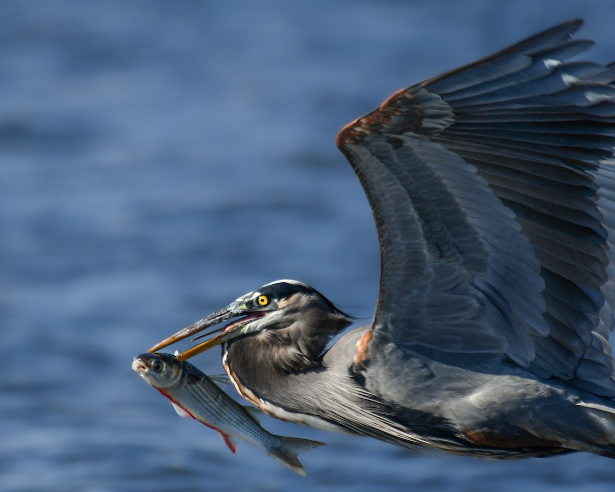 Great Blue Heron - ML644893680