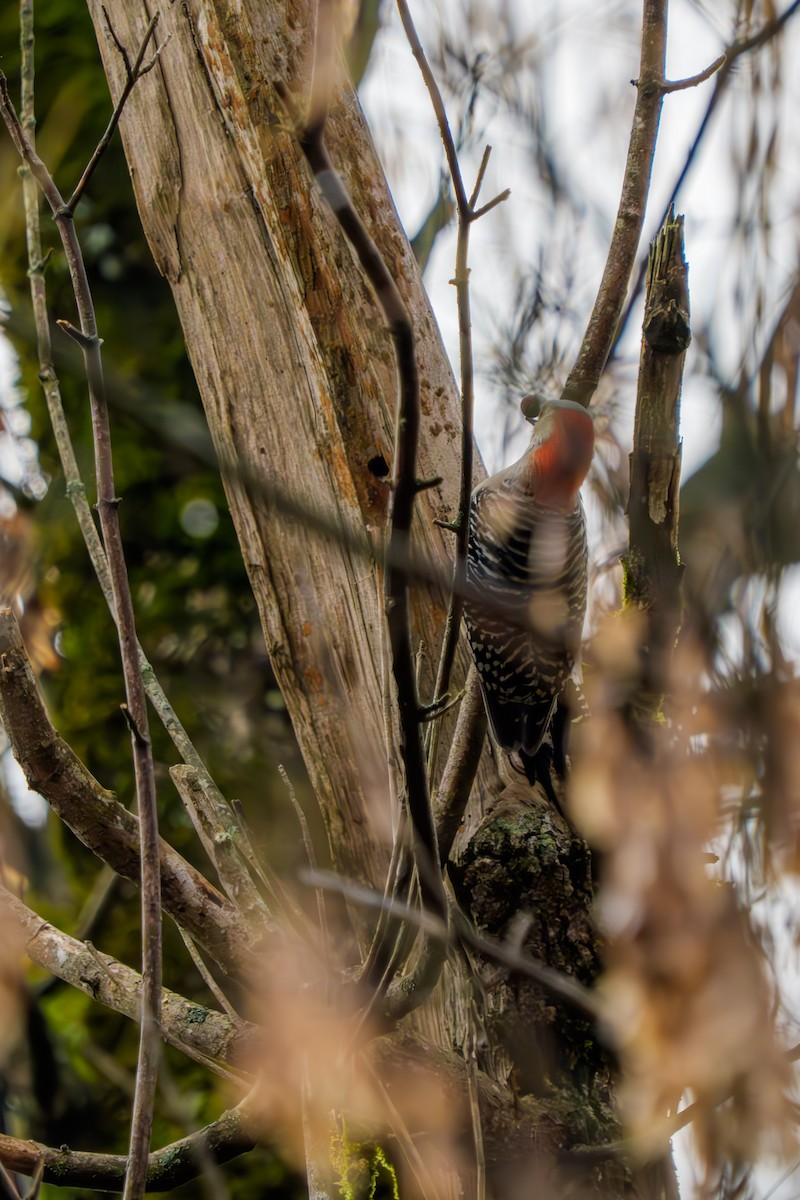 Carpintero de Carolina - ML644893693