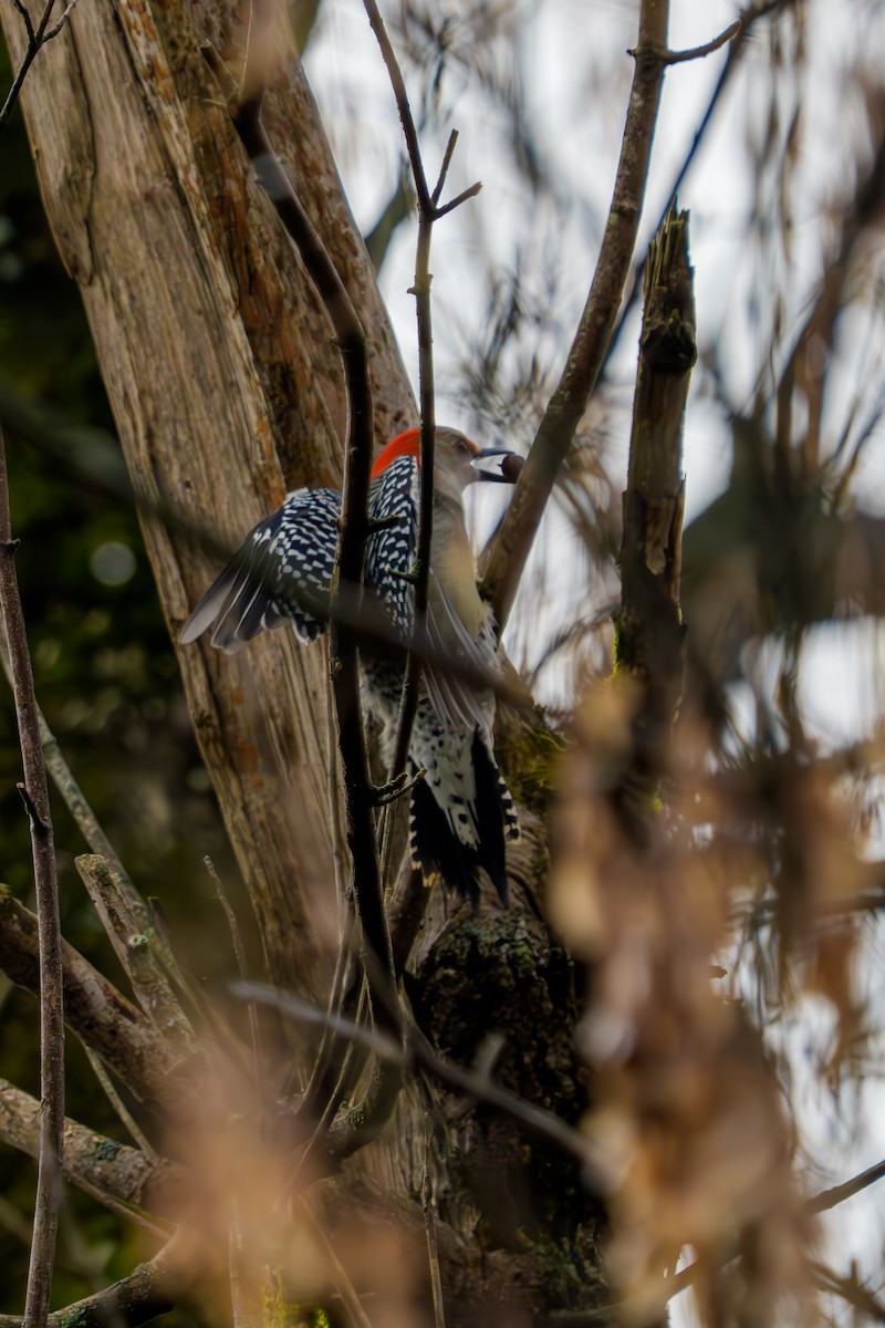 Carpintero de Carolina - ML644893694