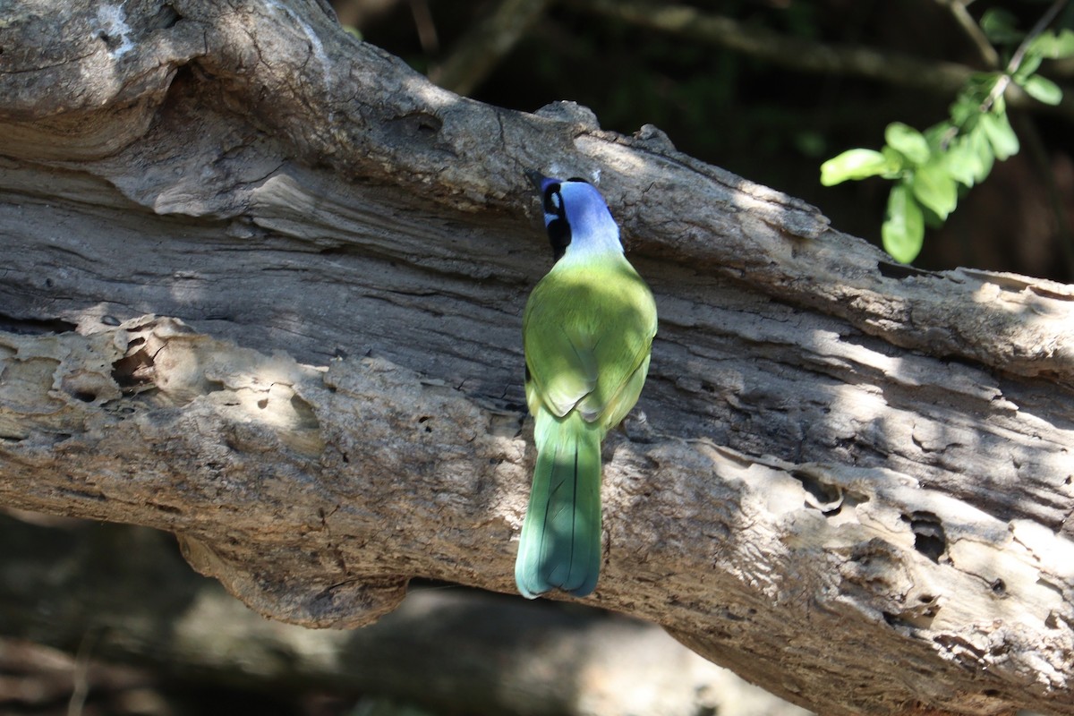 Inkablaurabe - ML644893696