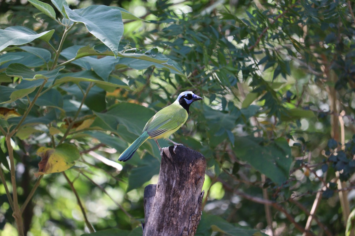 Inkablaurabe - ML644893698