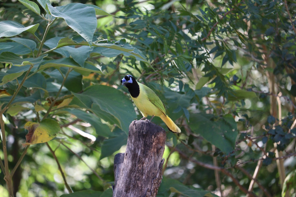 Inkablaurabe - ML644893699