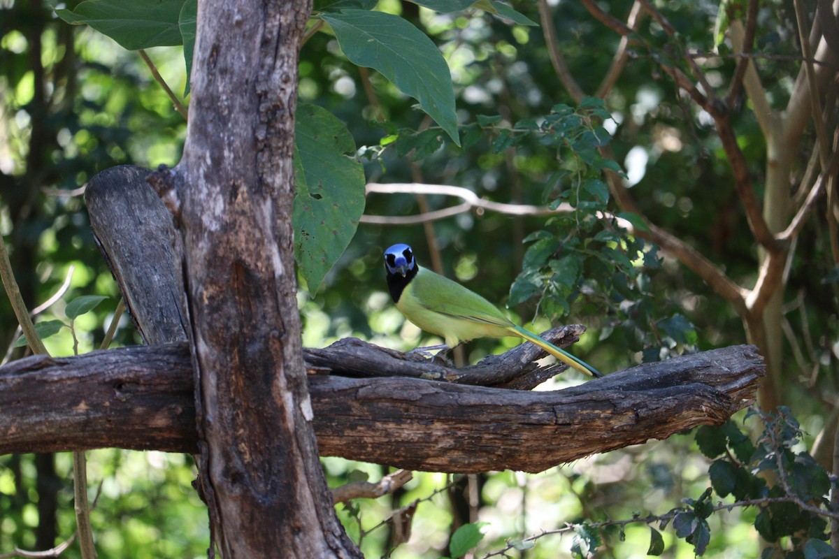 Inkablaurabe - ML644893700