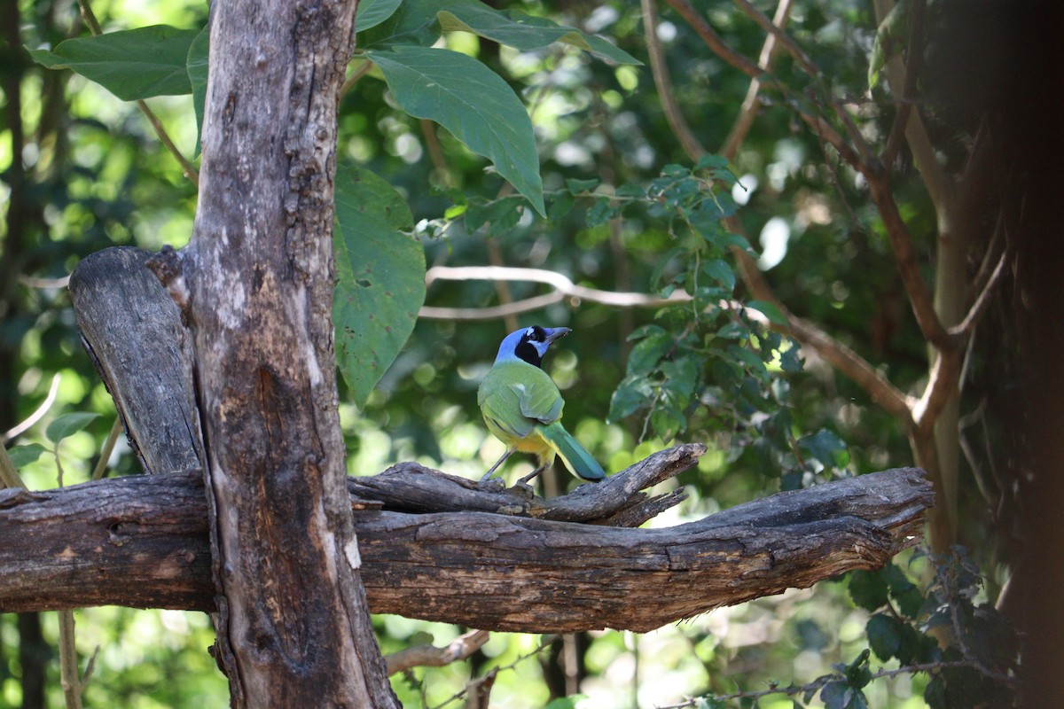 Inkablaurabe - ML644893702