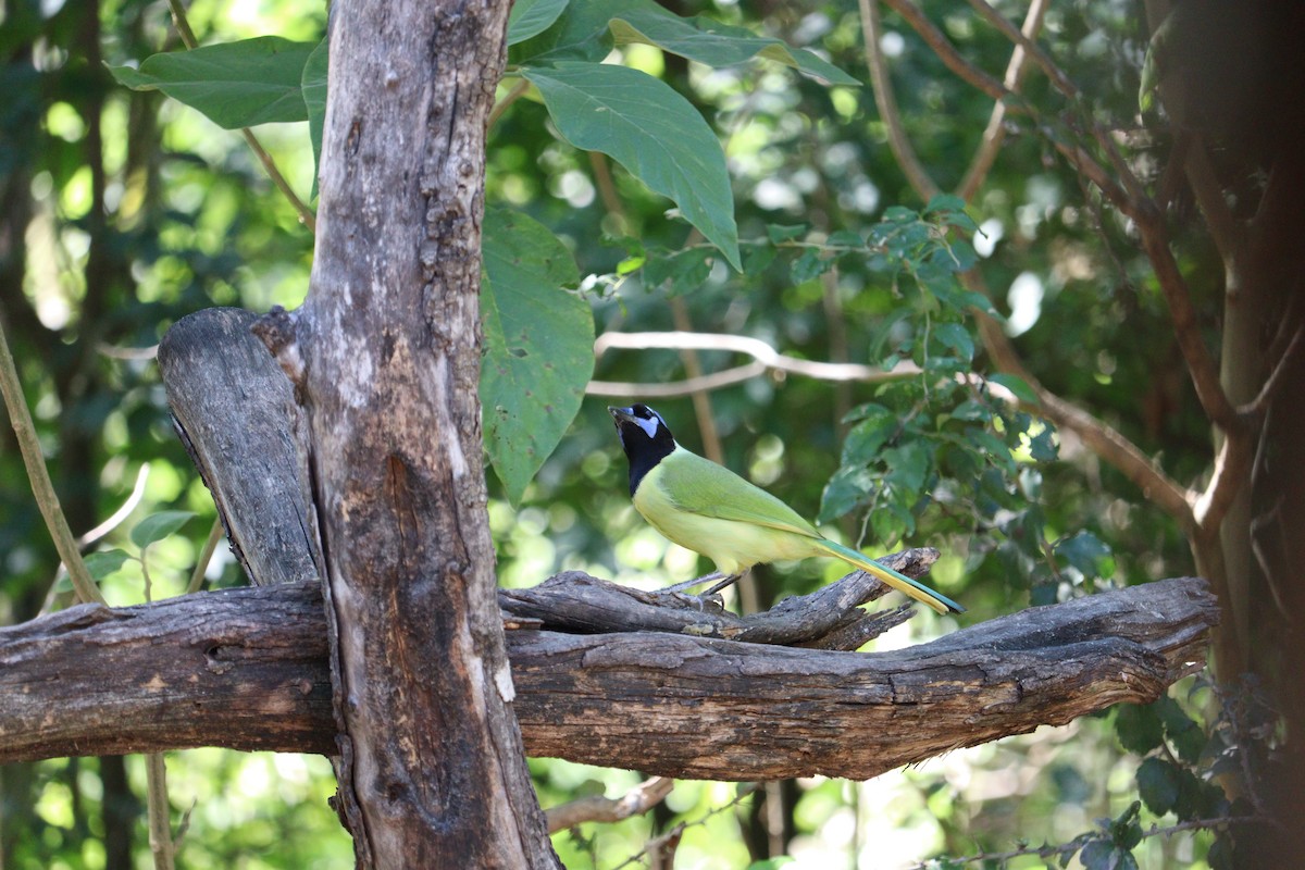 Inkablaurabe - ML644893703