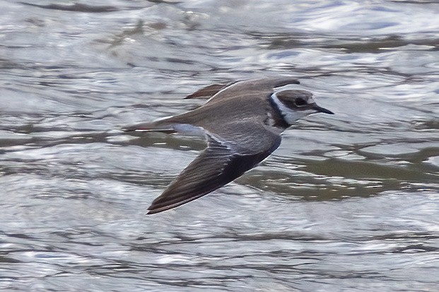 Long-billed Plover - ML644893706