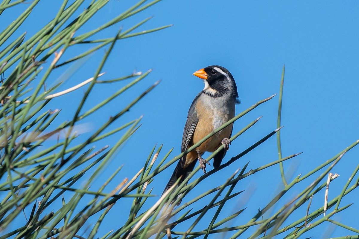 oransjenebbsaltator - ML644893713