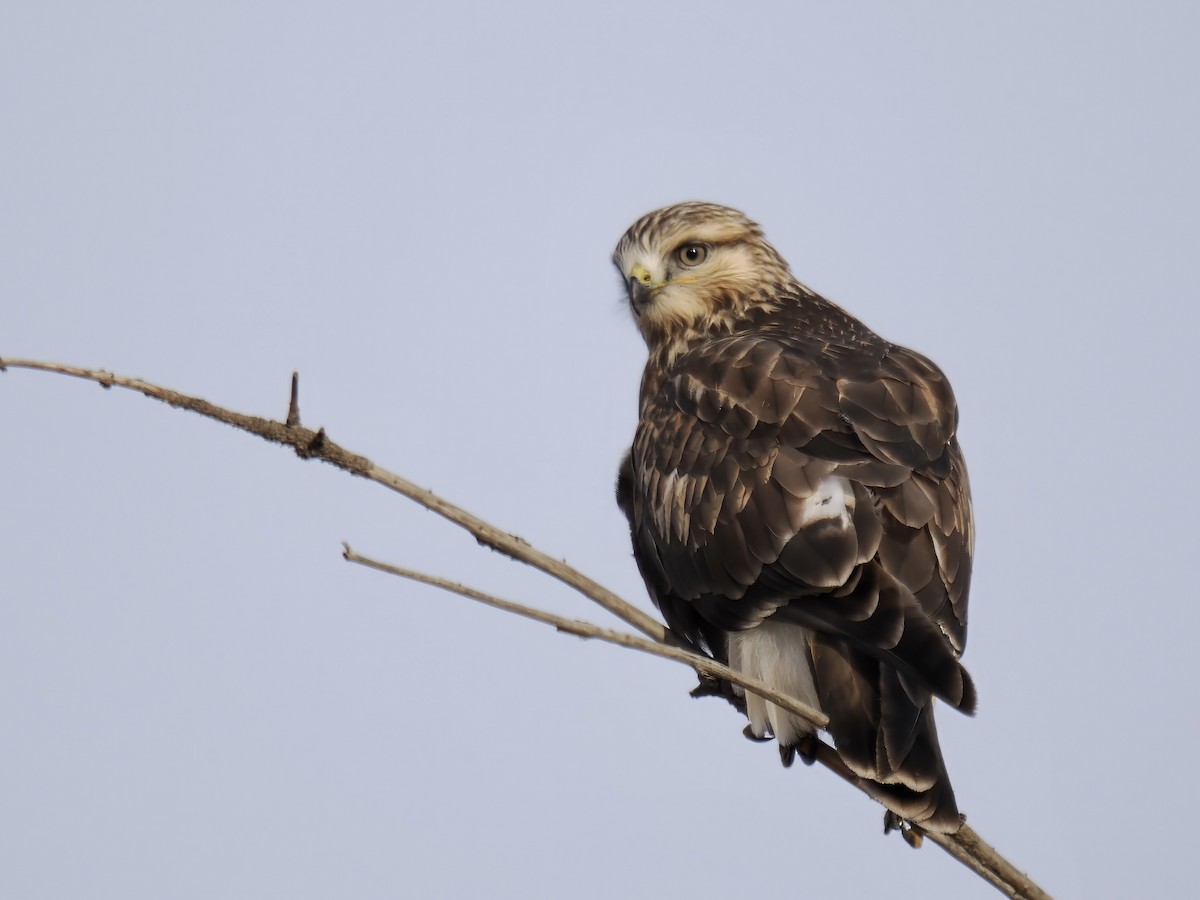 káně rousná - ML644893714