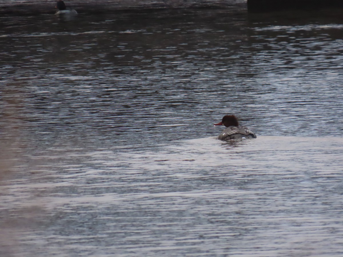 Common Merganser - ML644893719