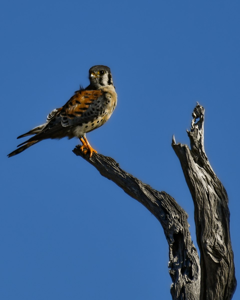 American Kestrel - ML644893730