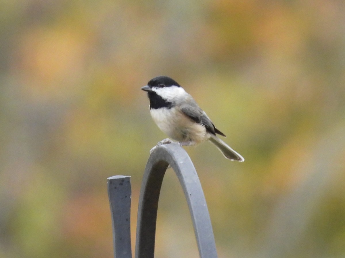 Carolina Chickadee - ML644893734