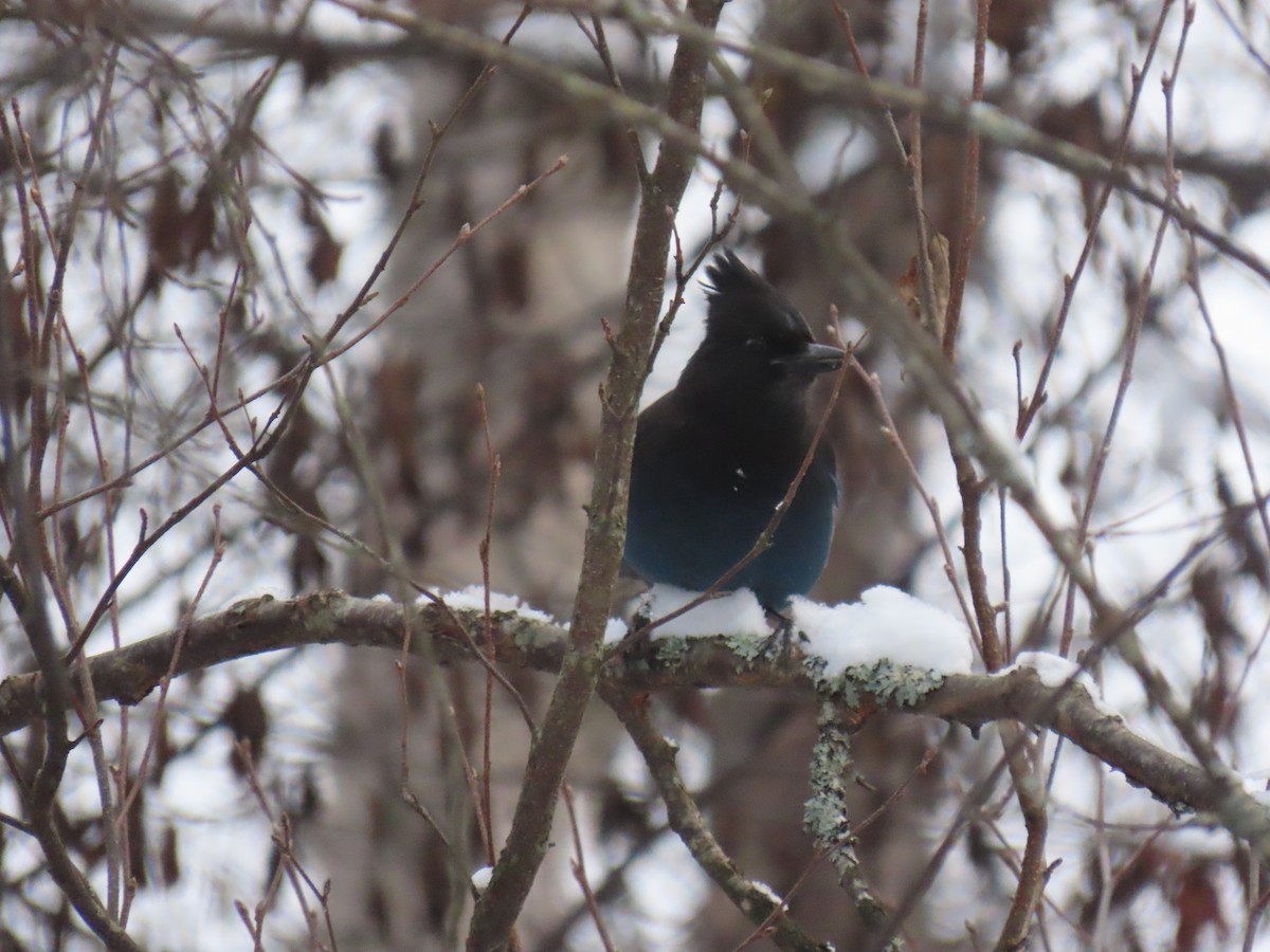 Steller's Jay - ML644893737