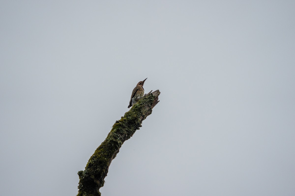 Altın Ağaçkakan (auratus/luteus) - ML644893740