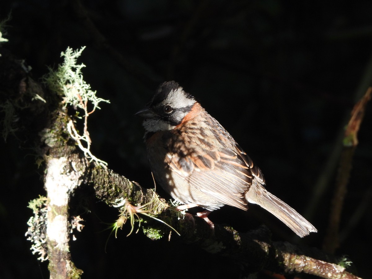 Morgenammer - ML644893744