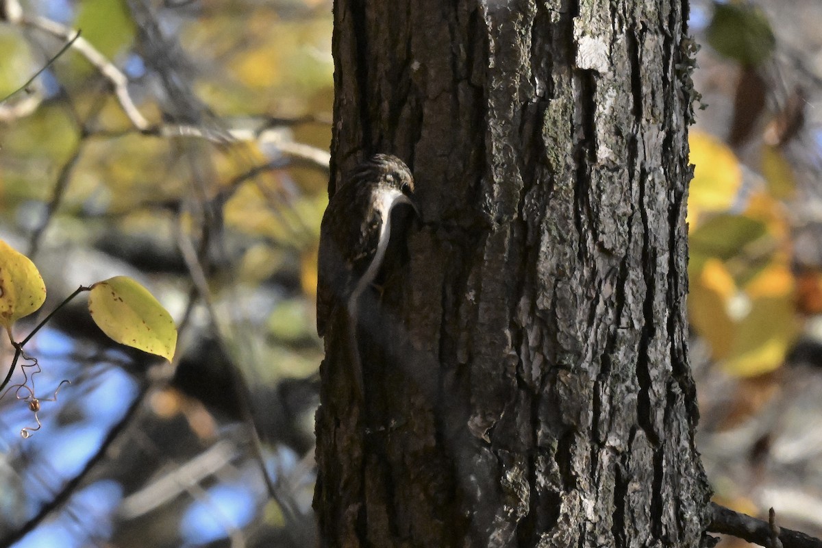 amerikatrekryper - ML644893752