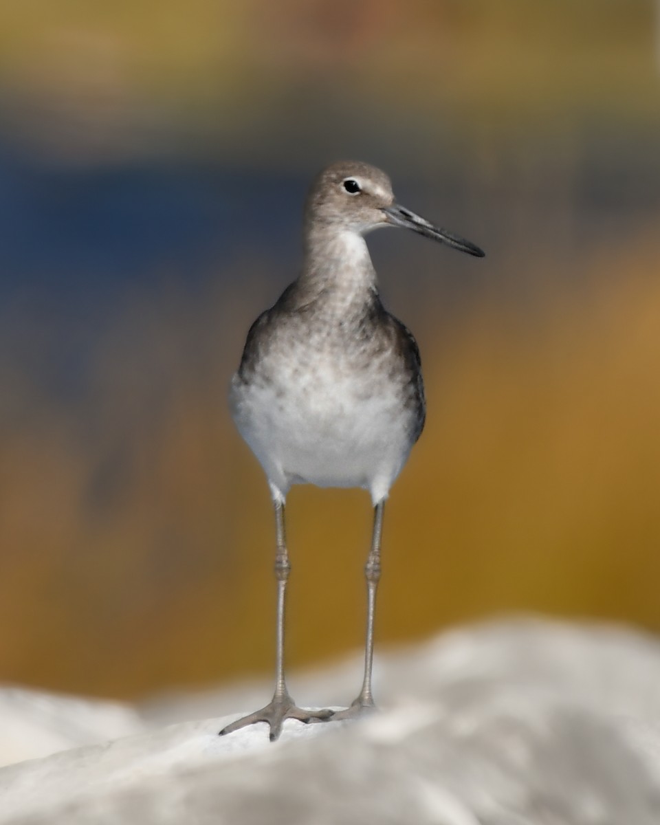 Willet - ML644893760