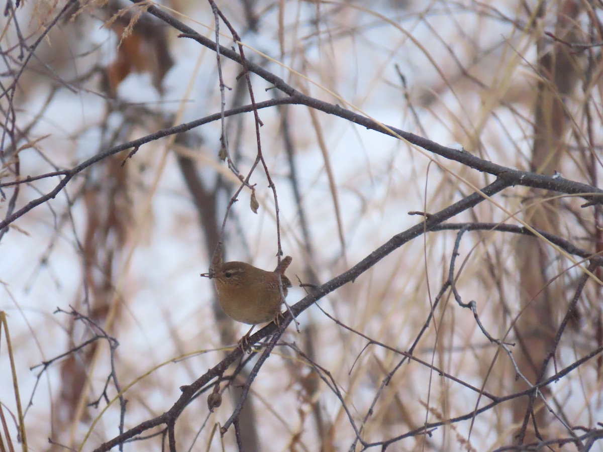 Pacific Wren - ML644893762