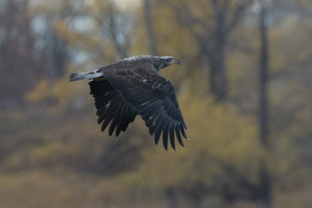 Bald Eagle - ML644893779