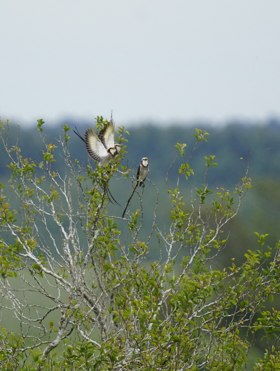 Streamer-tailed Tyrant - ML644893783