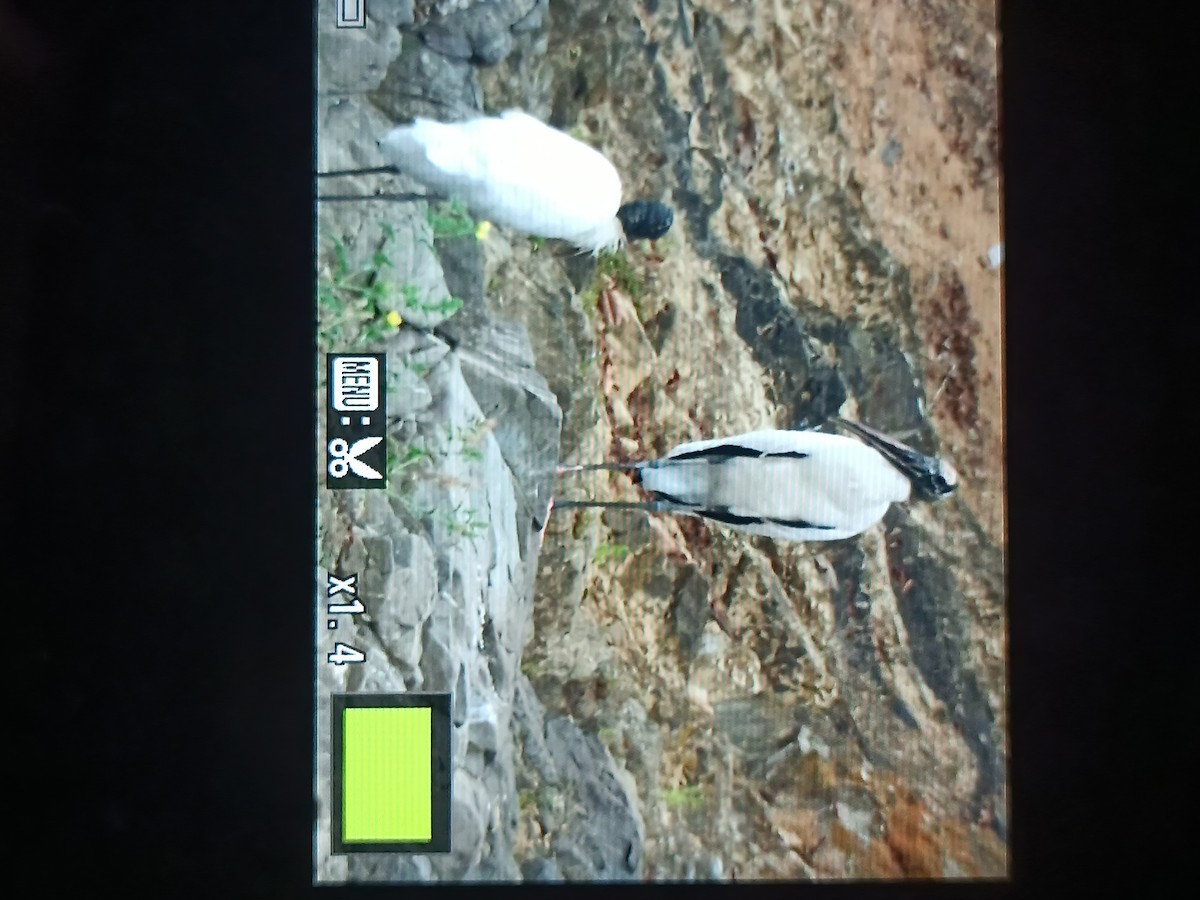 Wood Stork - ML644893800