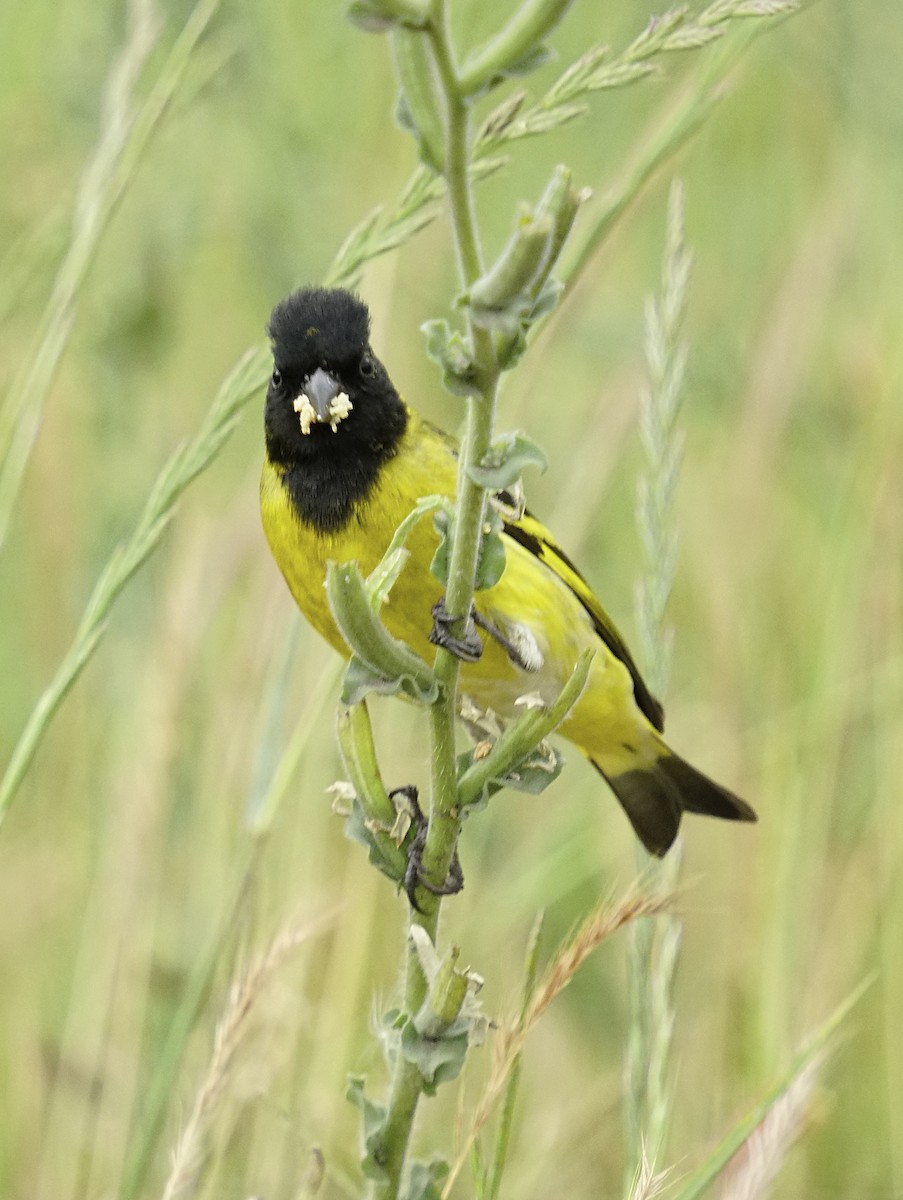 Hooded Siskin - ML644893804