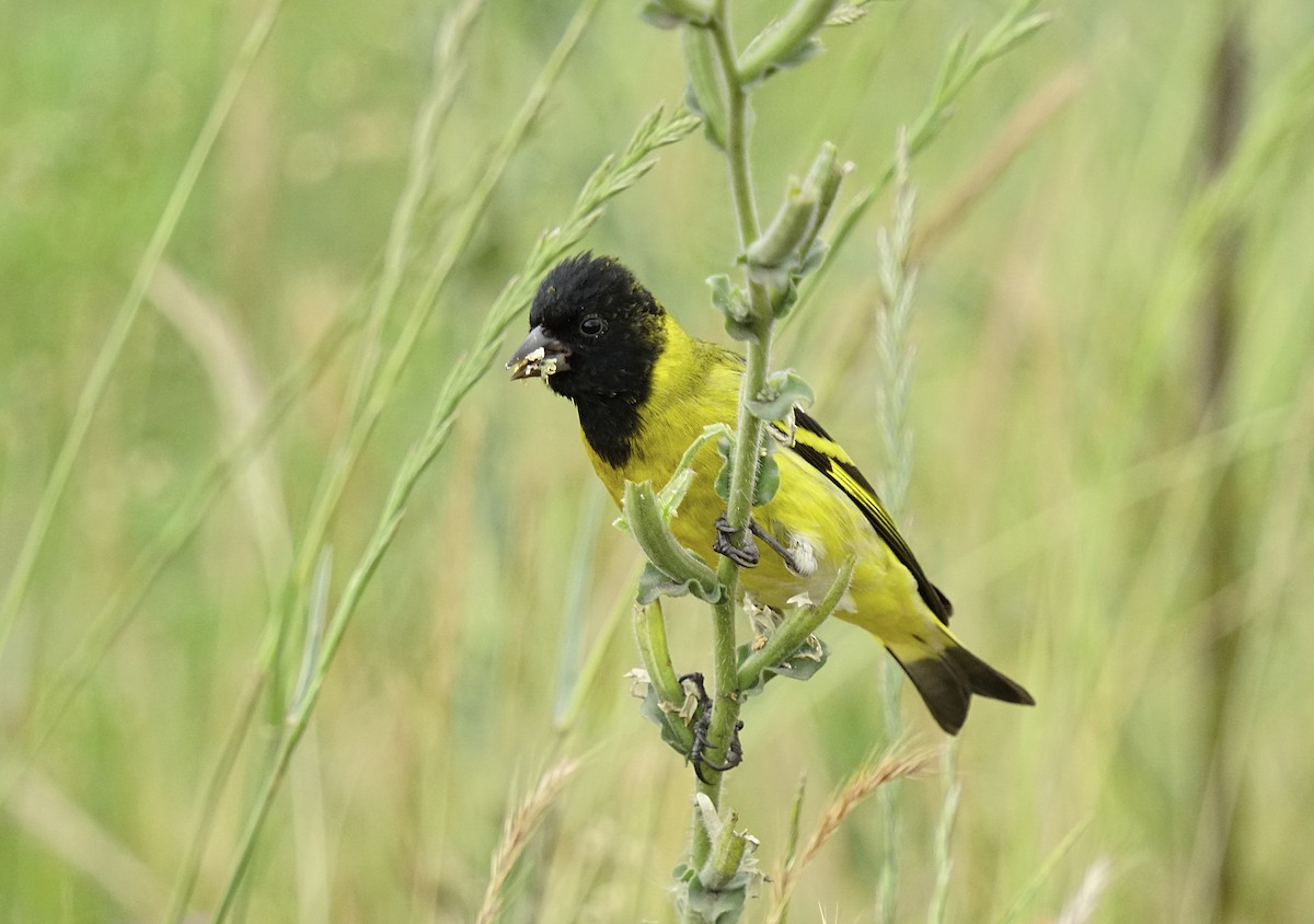 Hooded Siskin - ML644893805