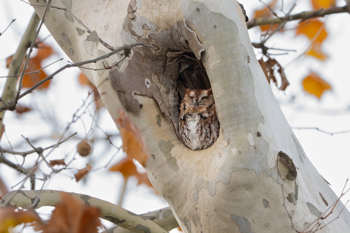 Eastern Screech-Owl - ML644893814