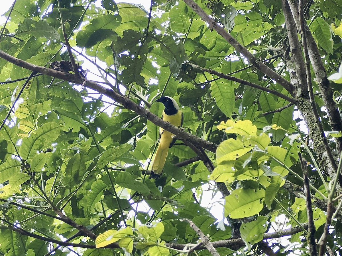 Inkablaurabe - ML644893871