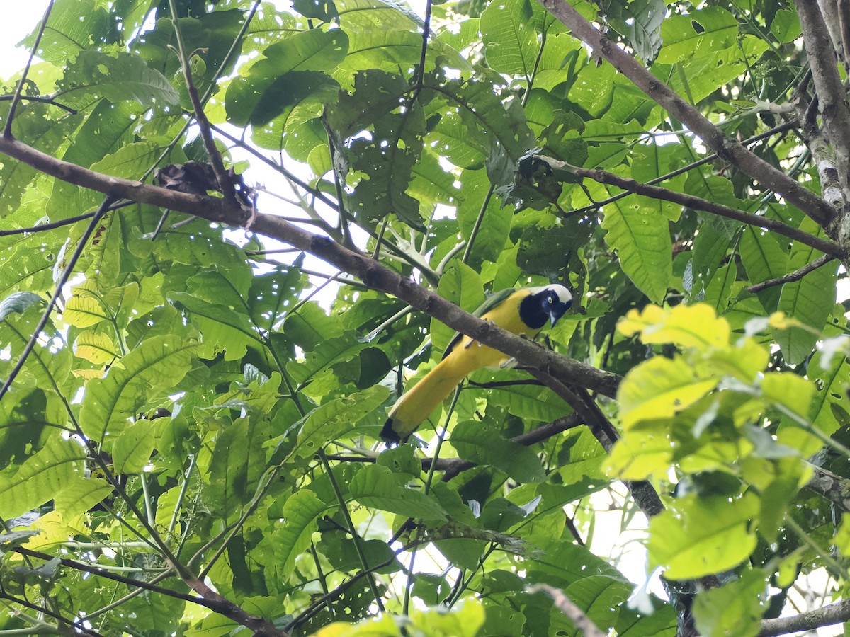 Inkablaurabe - ML644893872