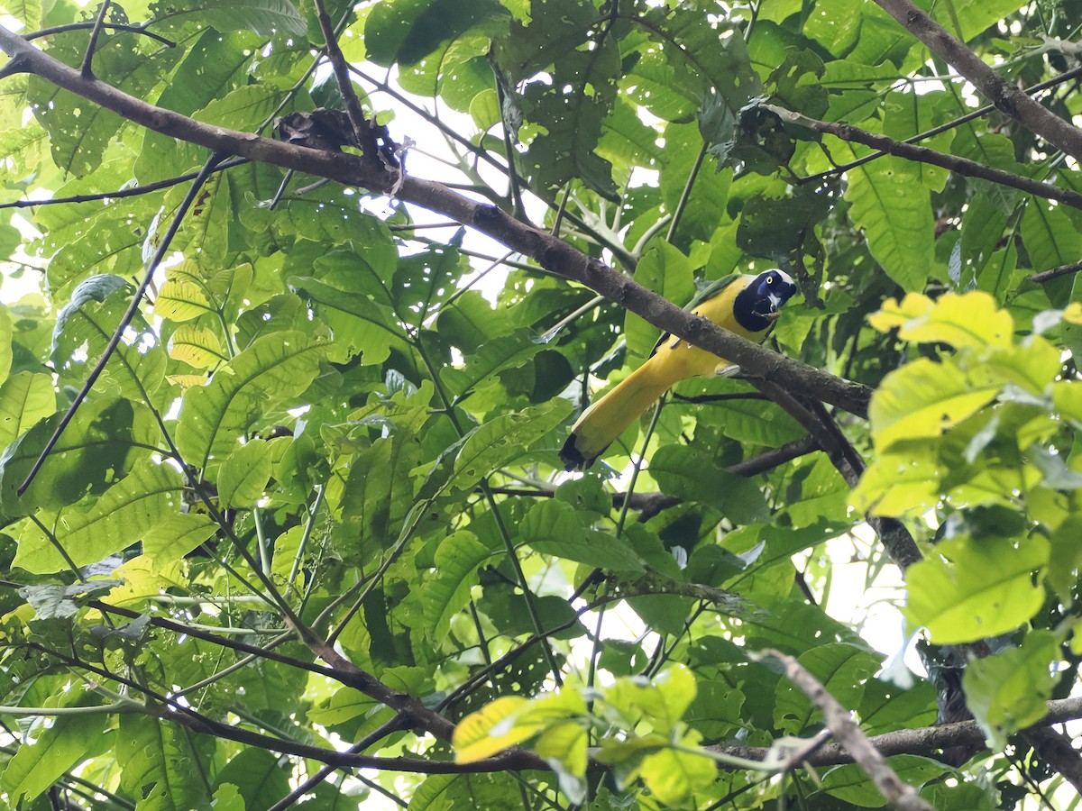 Inkablaurabe - ML644893873