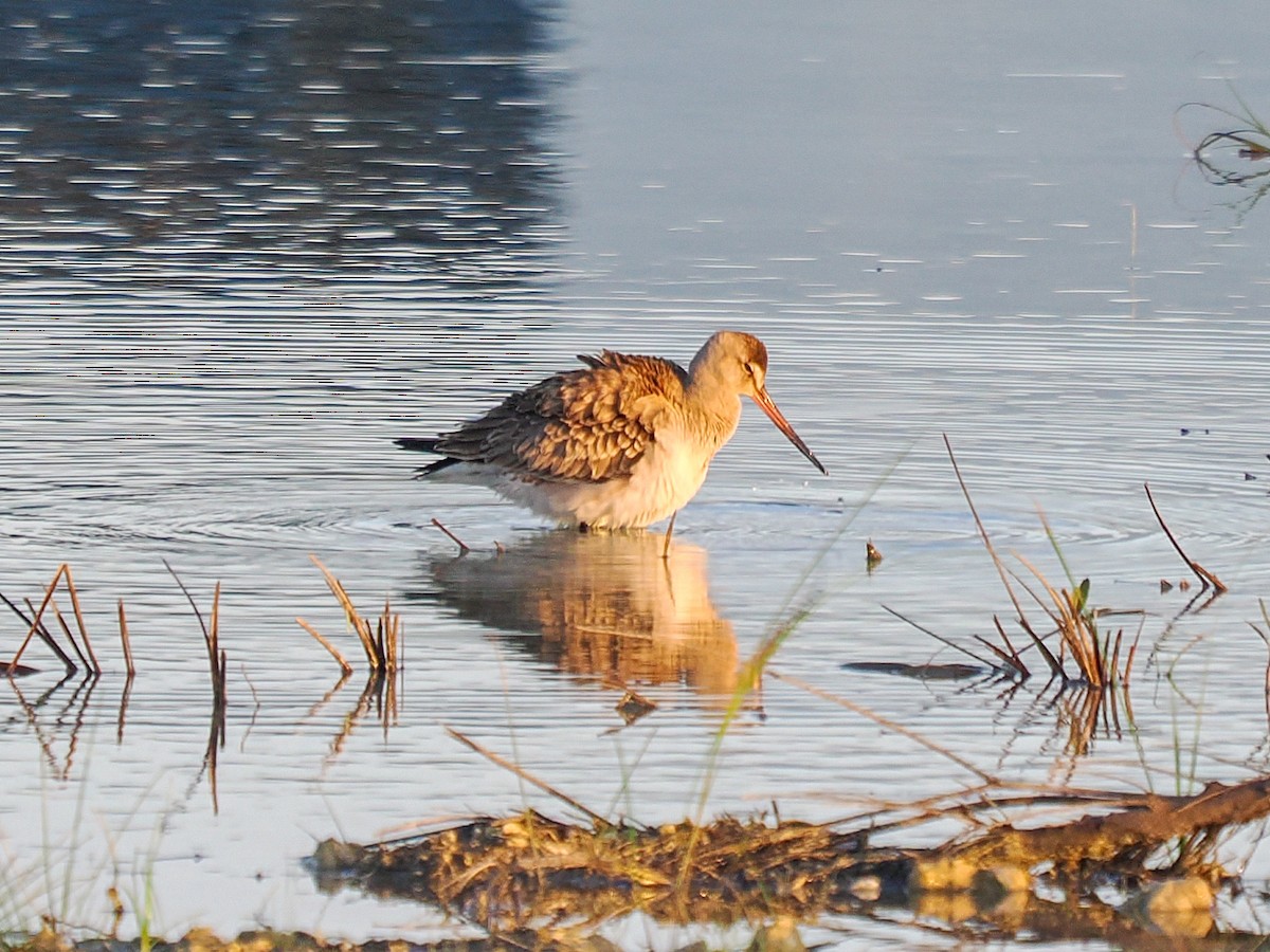 břehouš aljašský - ML644893885