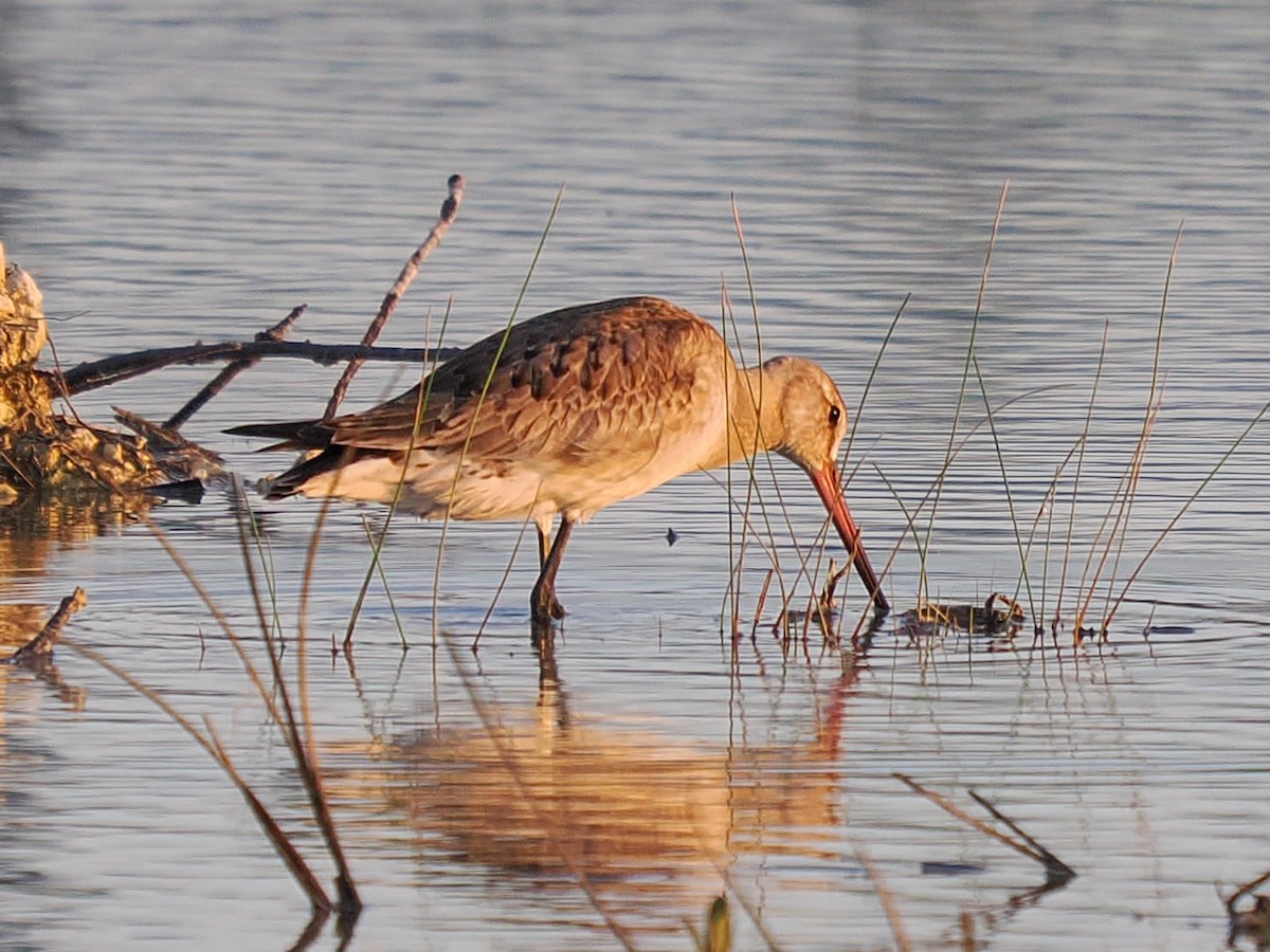 břehouš aljašský - ML644893887