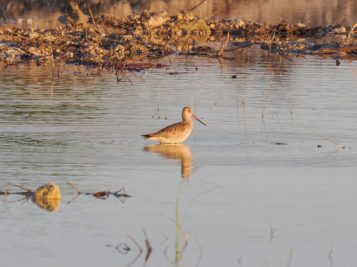 břehouš aljašský - ML644893888