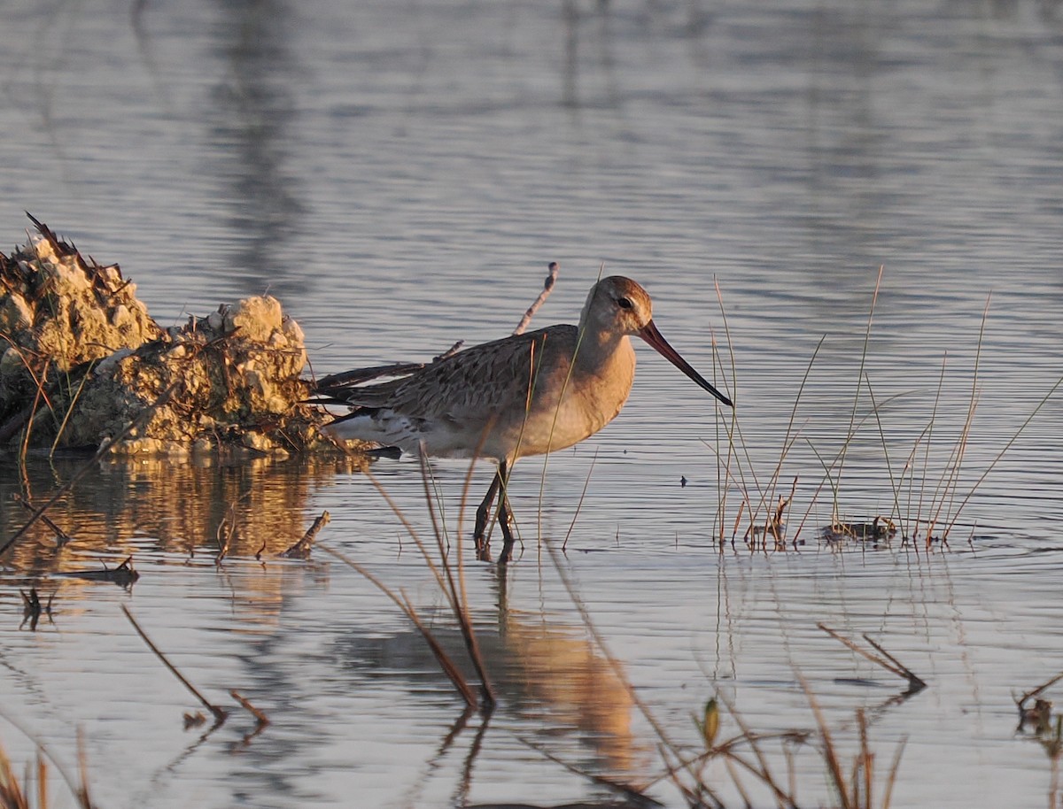břehouš aljašský - ML644893889
