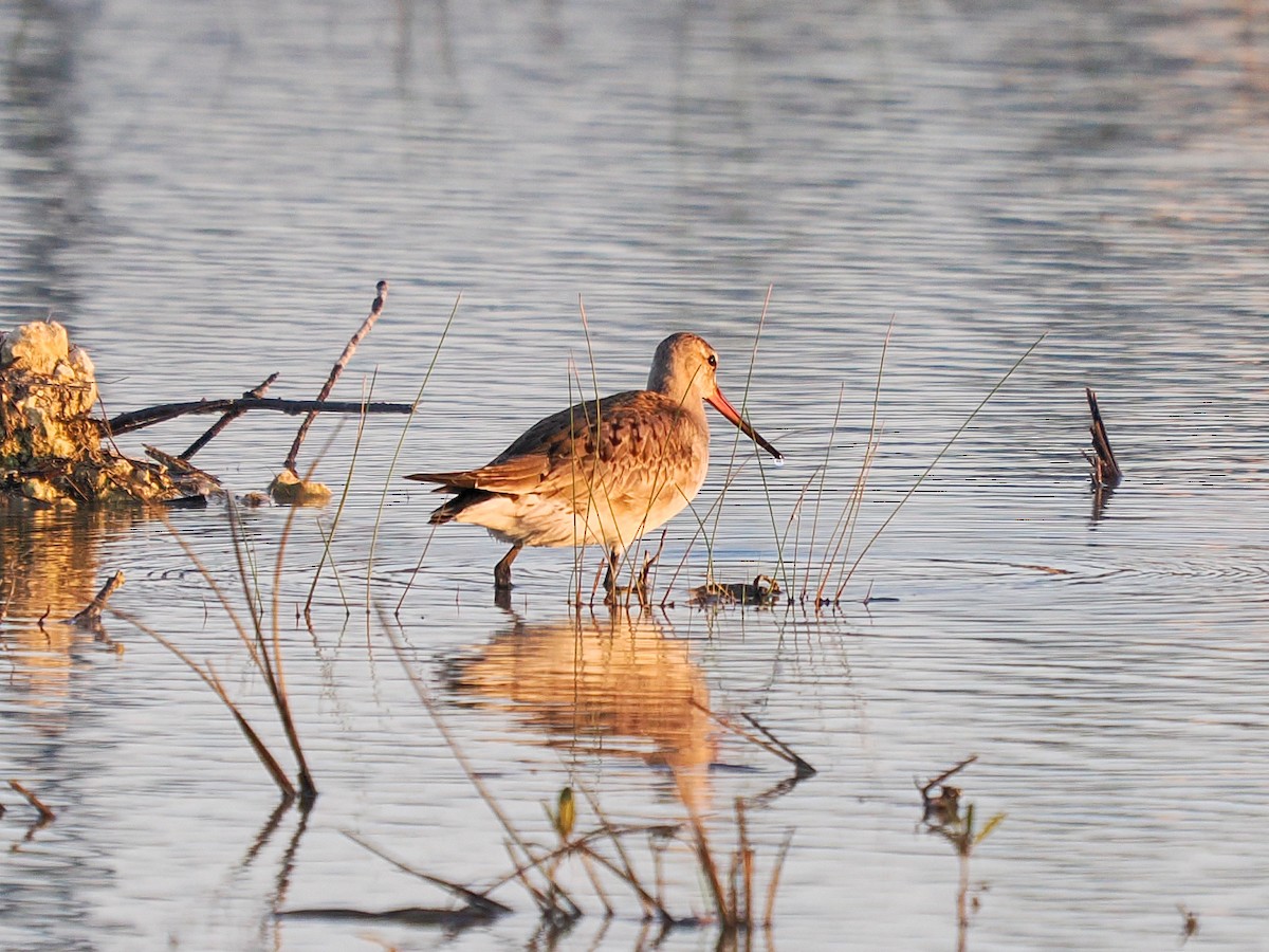 břehouš aljašský - ML644893890