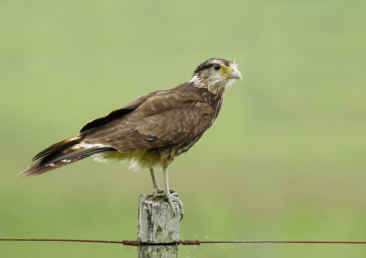Yellow-headed Caracara - ML644893909