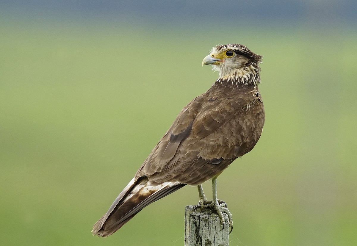 Yellow-headed Caracara - ML644893912
