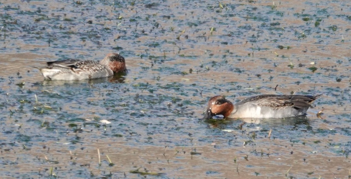 Green-winged Teal - ML644893928