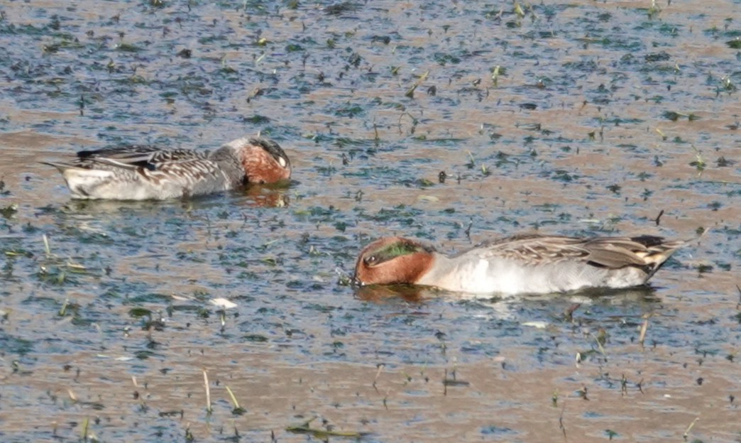 Green-winged Teal - ML644893929