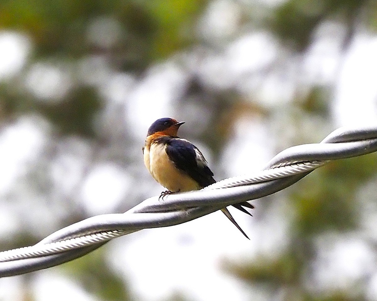 Ластівка сільська - ML644893934