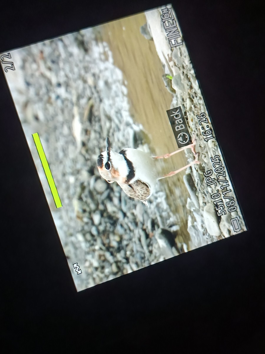 Collared Plover - ML644893935