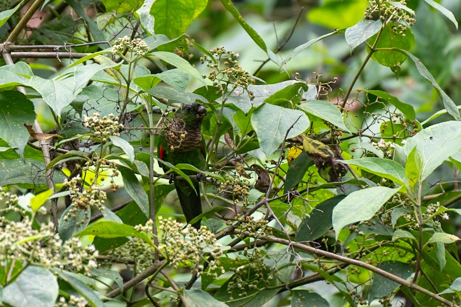 Conure de Souancé (pacifica) - ML644893950