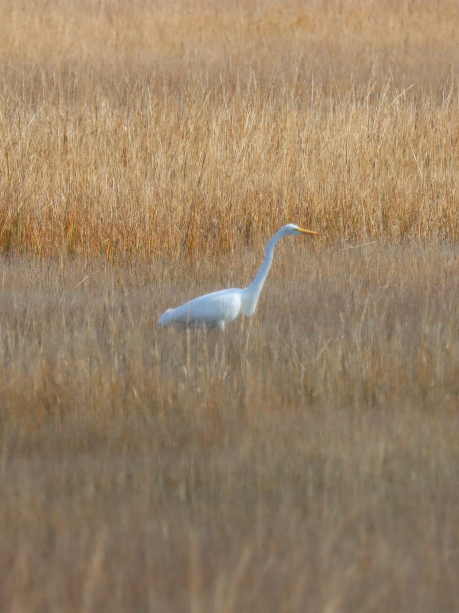 Garceta Grande - ML644893967