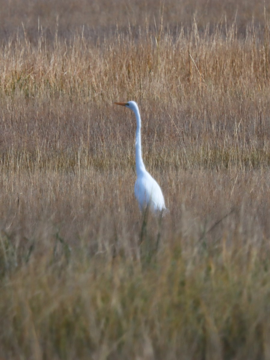 Garceta Grande - ML644893969