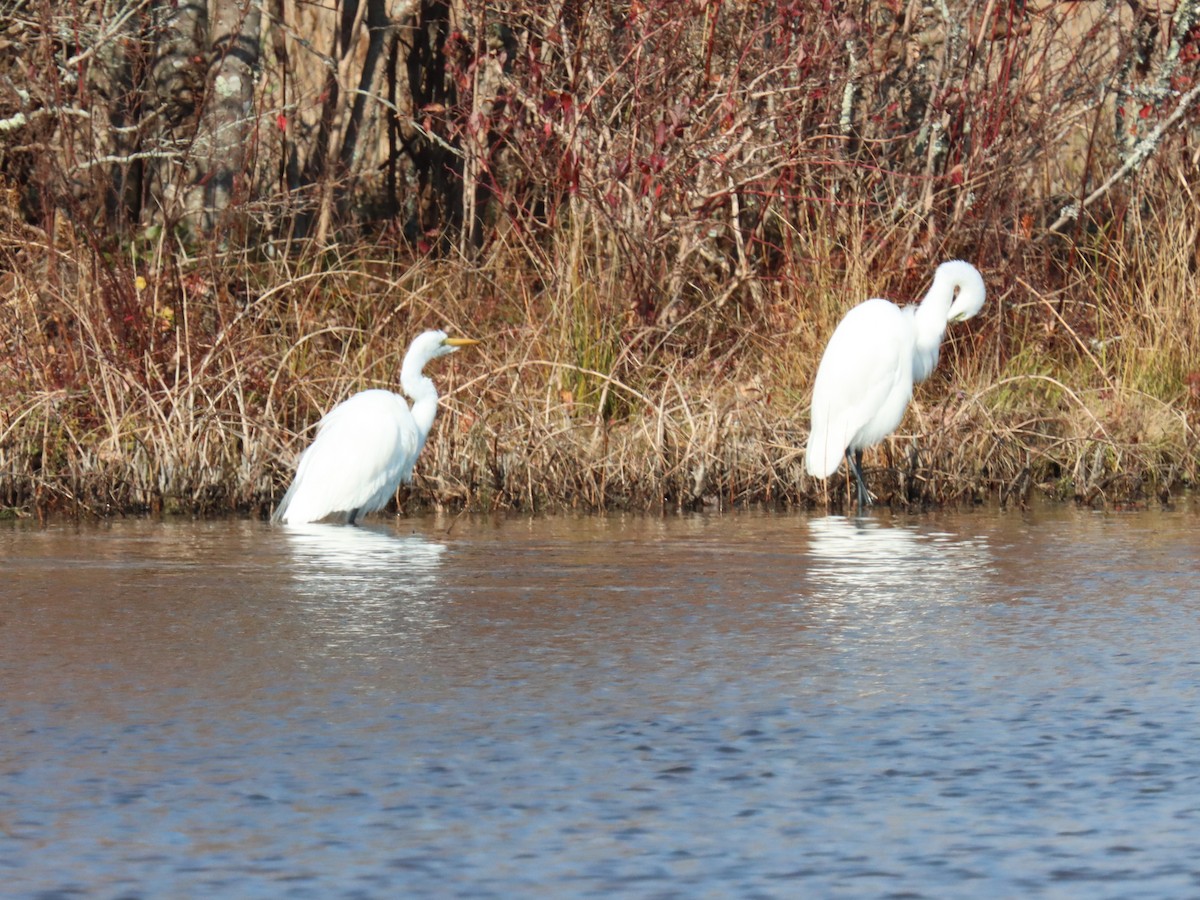 Garceta Grande - ML644893970