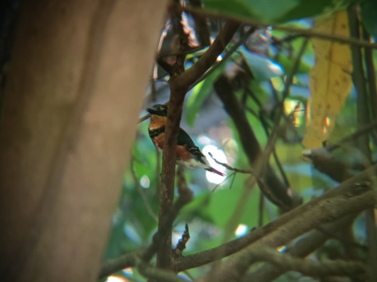 American Pygmy Kingfisher - ML644893983