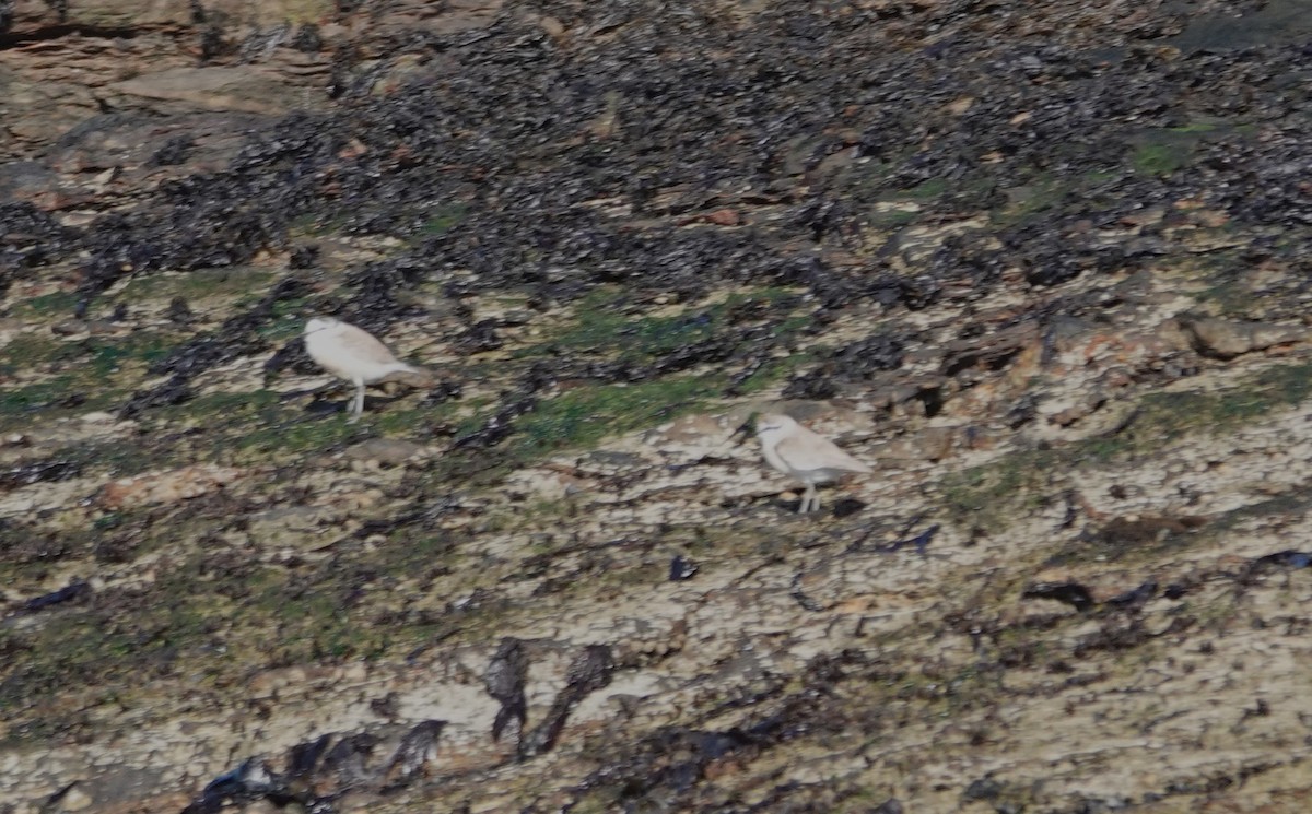 White-fronted Plover - ML644893985