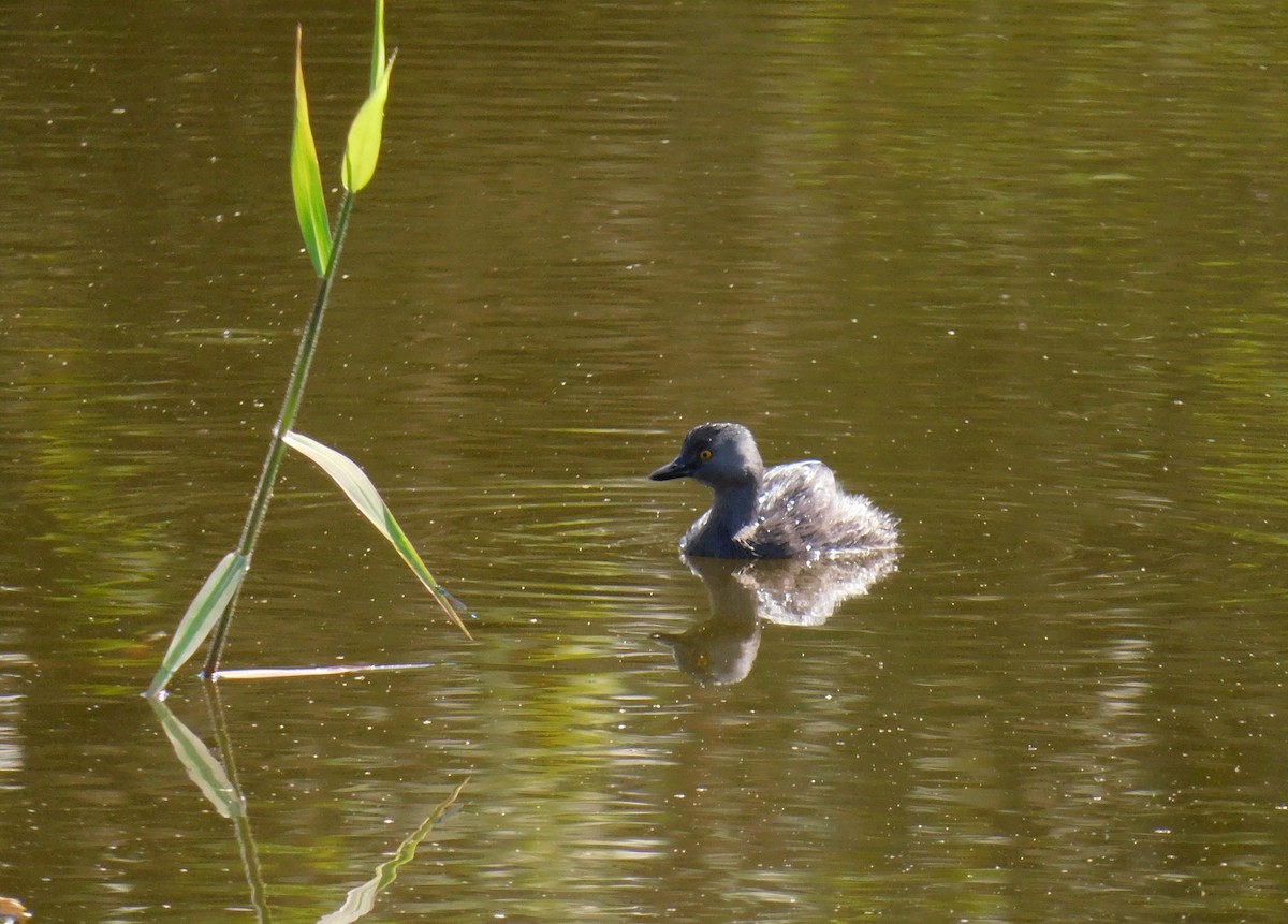 Least Grebe - ML644893986