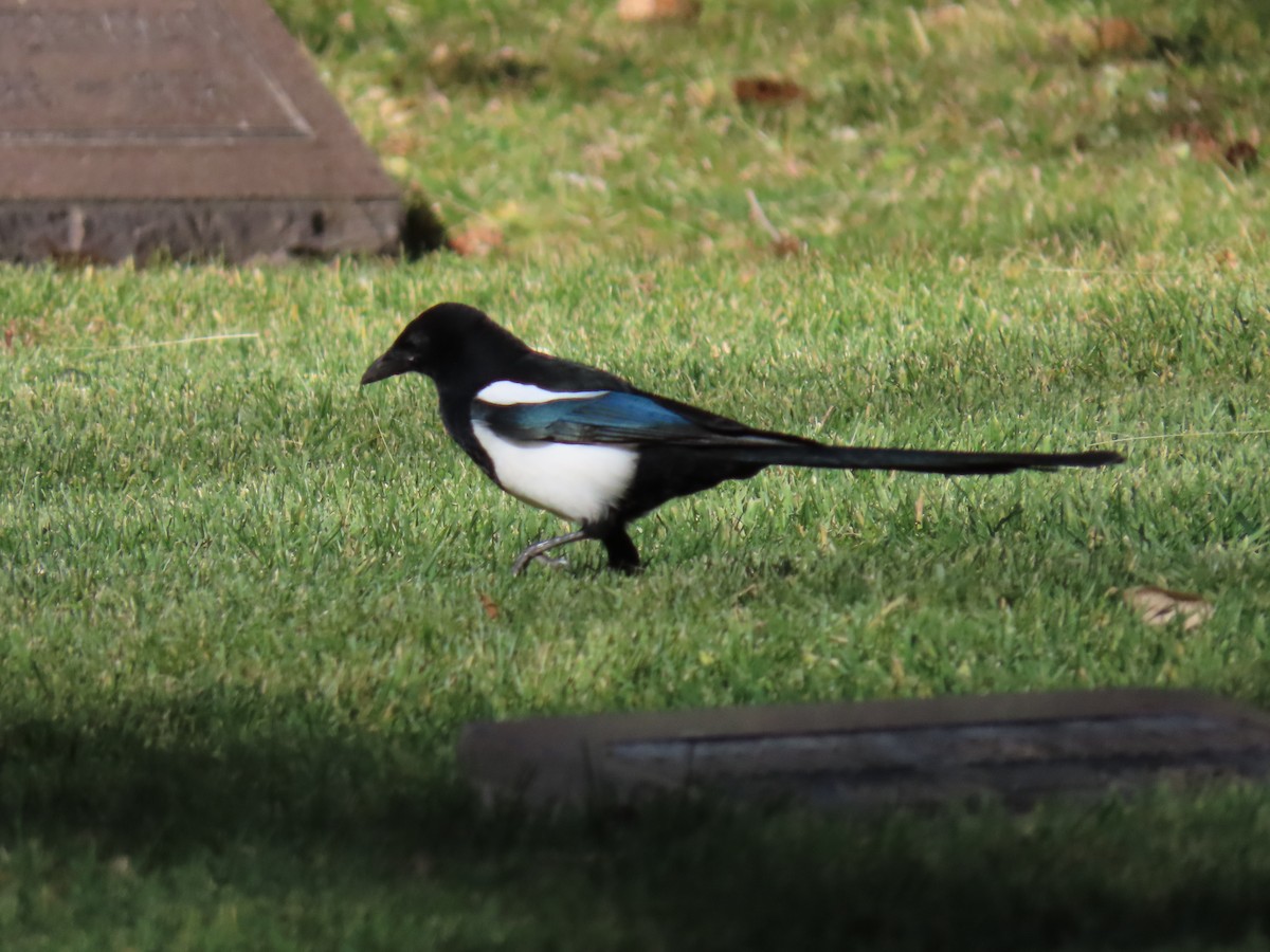 straka americká - ML644893991