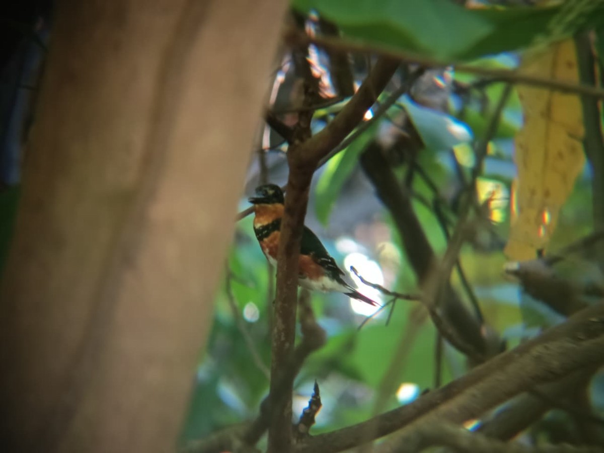 American Pygmy Kingfisher - ML644893992
